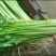大量提供香芹