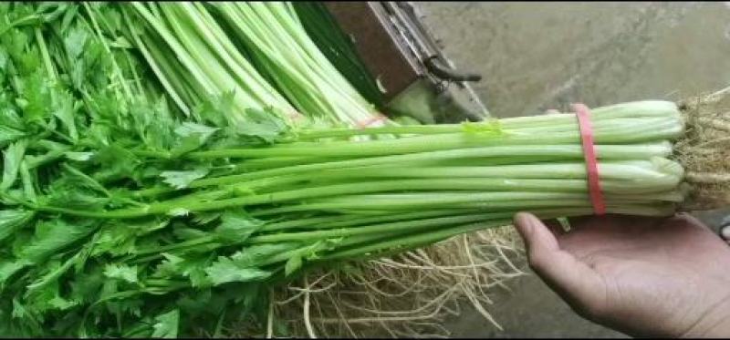 大量提供香芹