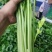 大量提供香芹