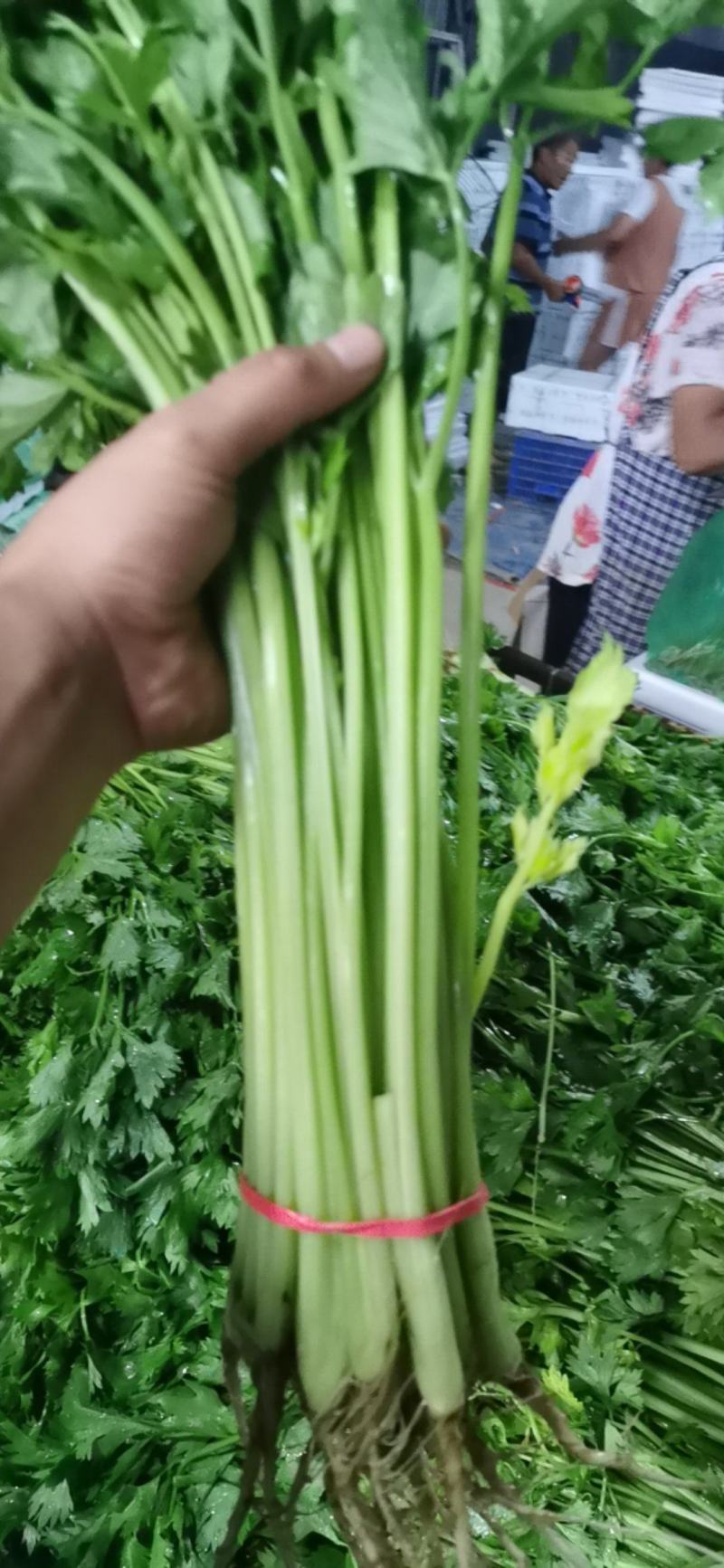 大量提供香芹