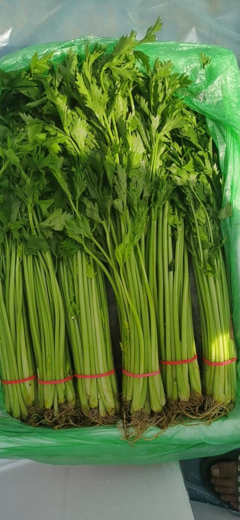 大量提供香芹