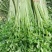 大量提供香芹