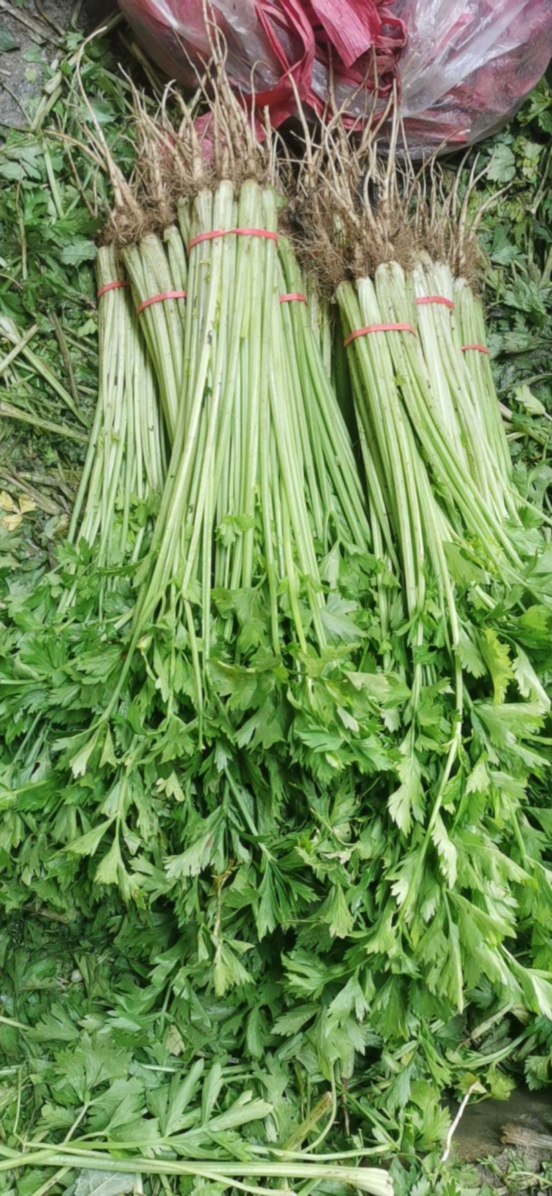 大量提供香芹