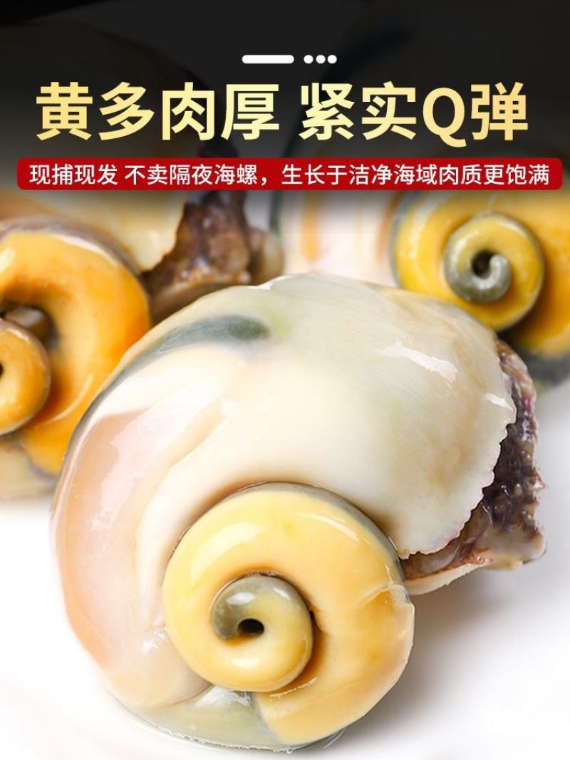 海鲜水产鲜活大海螺地笼海螺大海螺鲜活海螺鲜活各种规