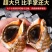 海鲜水产鲜活大海螺地笼海螺大海螺鲜活海螺鲜活各种规