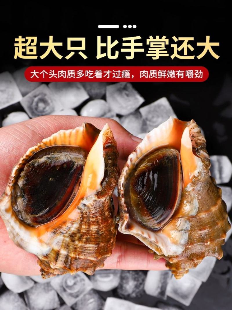 海鲜水产鲜活大海螺地笼海螺大海螺鲜活海螺鲜活各种规