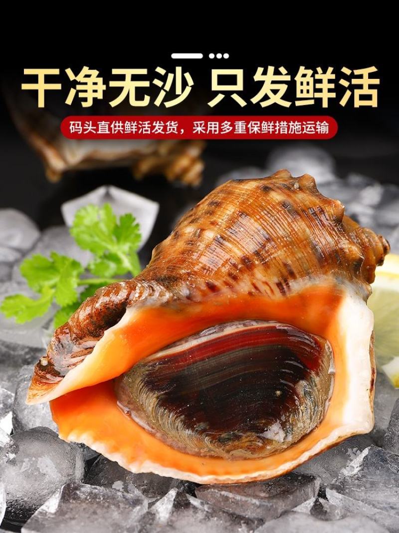 海鲜水产鲜活大海螺地笼海螺大海螺鲜活海螺鲜活各种规