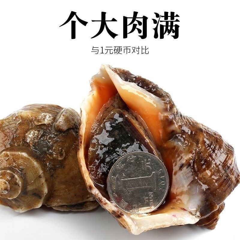 海鲜水产鲜活大海螺地笼海螺大海螺鲜活海螺鲜活各种规