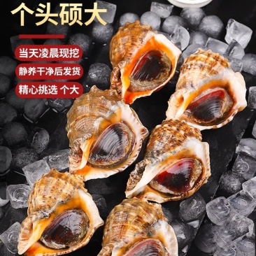 海鲜水产鲜活大海螺地笼海螺大海螺鲜活海螺鲜活各种规