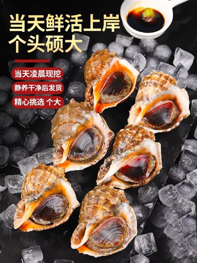 海鲜水产鲜活大海螺地笼海螺大海螺鲜活海螺鲜活各种规