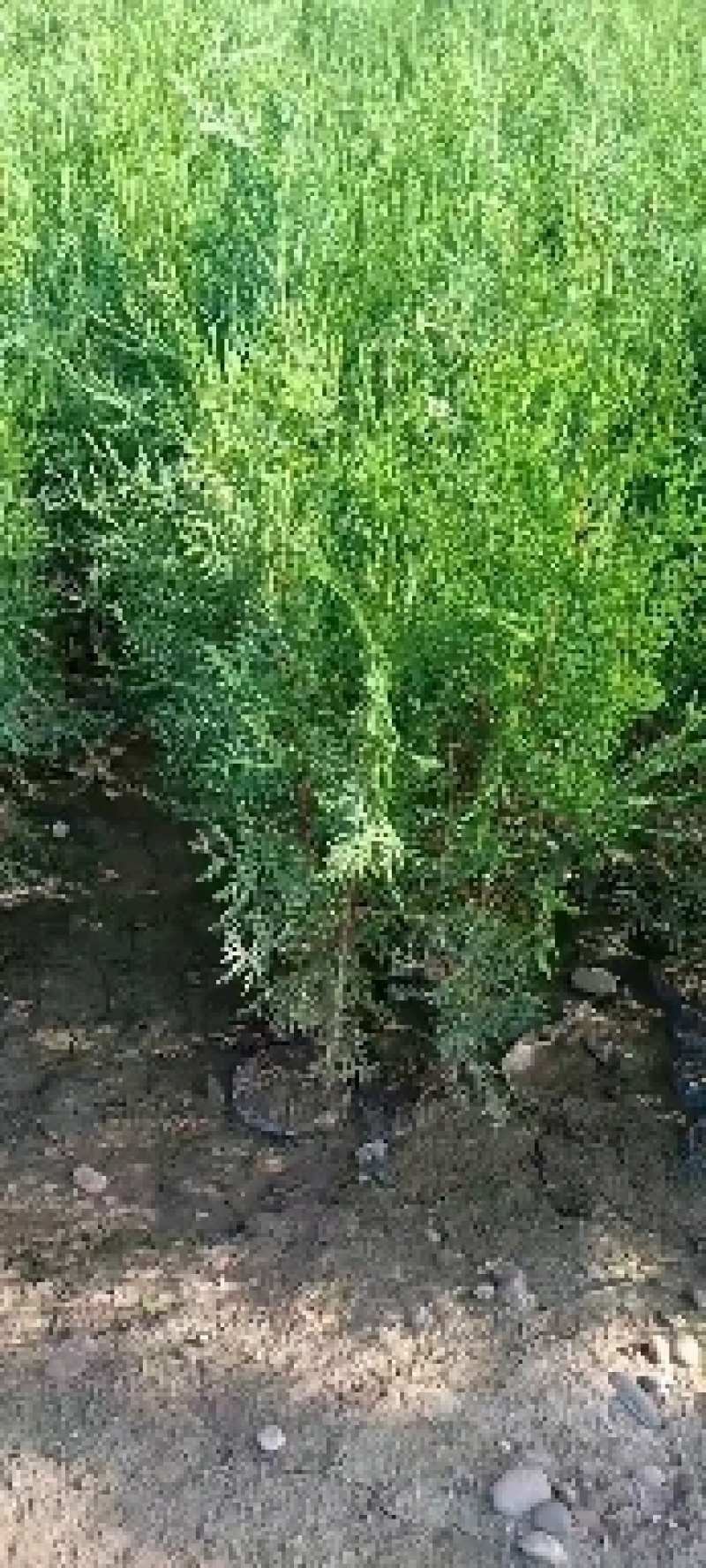 常年大量供应陕西周至优质精品侧柏苗