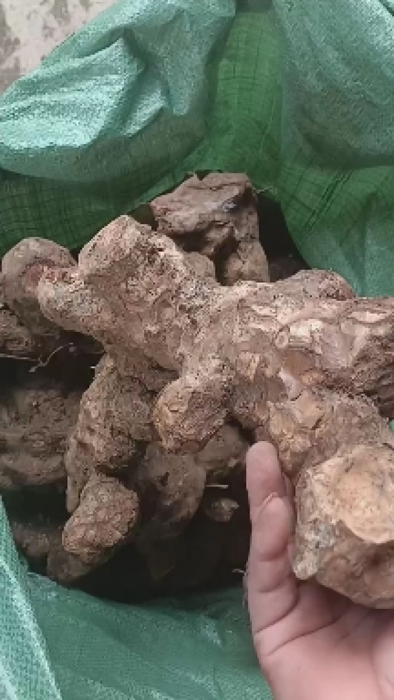 广西纯野生土茯苓（黄土）