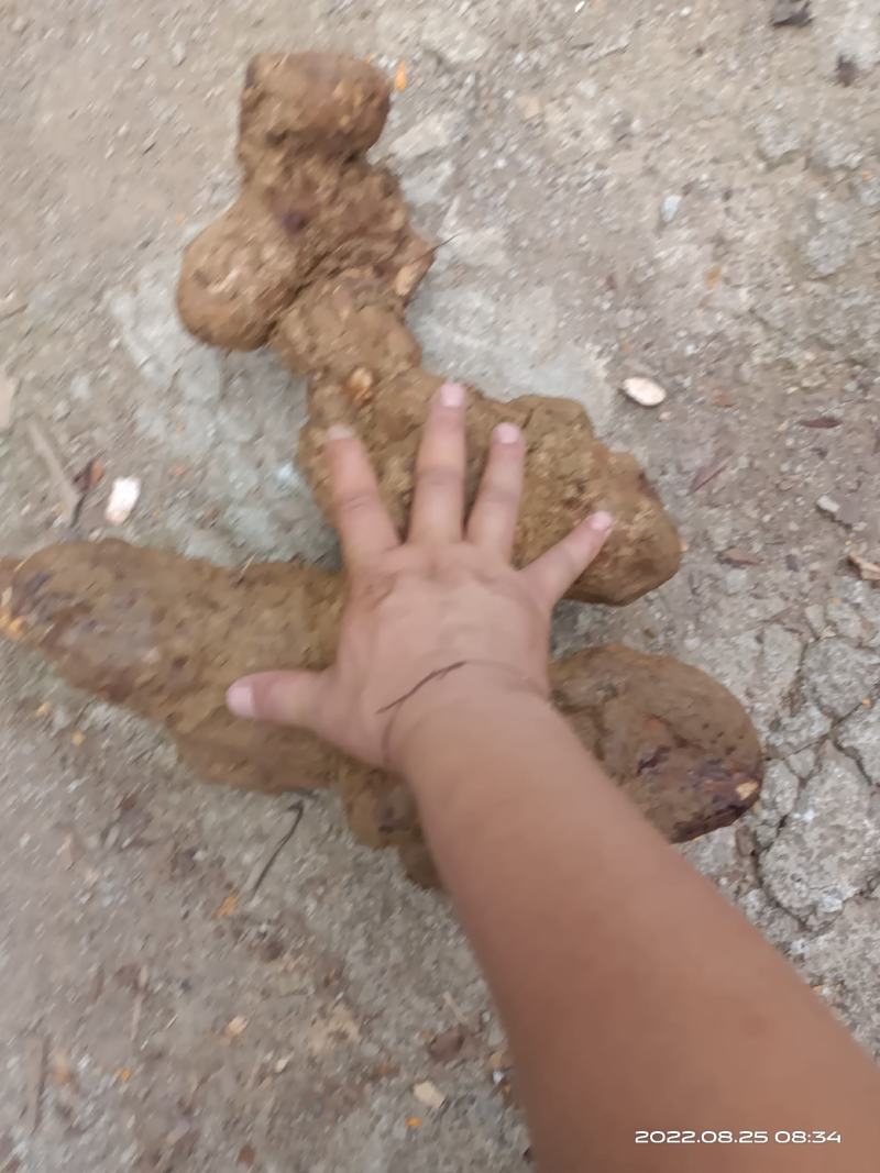 广西纯野生土茯苓（黄土）