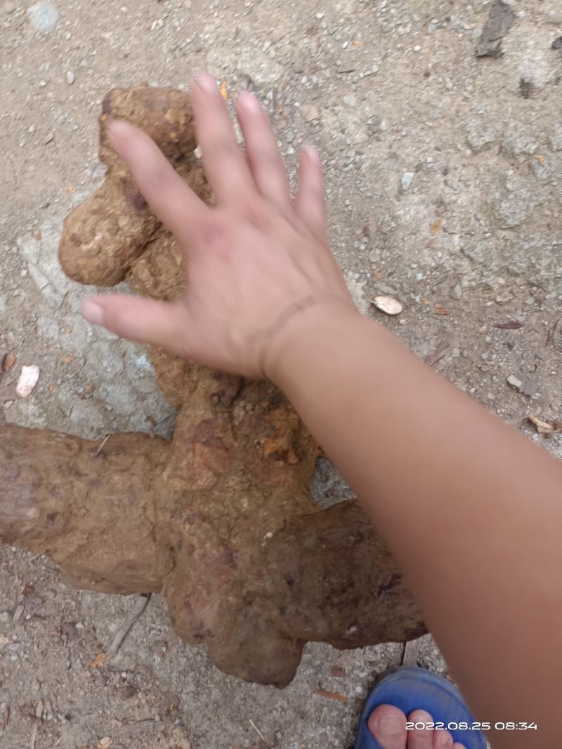 广西纯野生土茯苓（黄土）