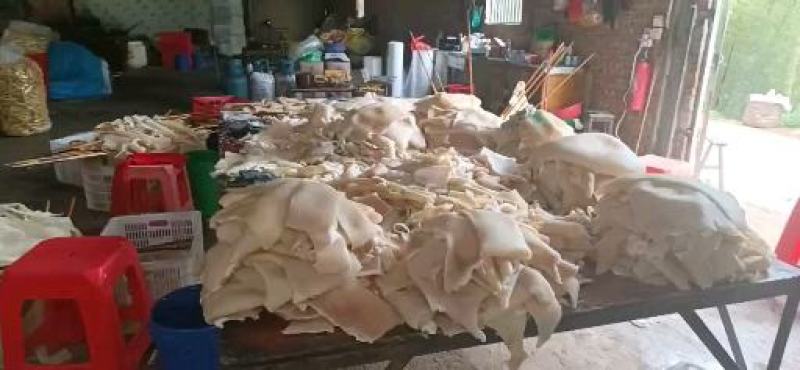 速万食品加工的过开水去油去毛猪皮做猪皮冻专用