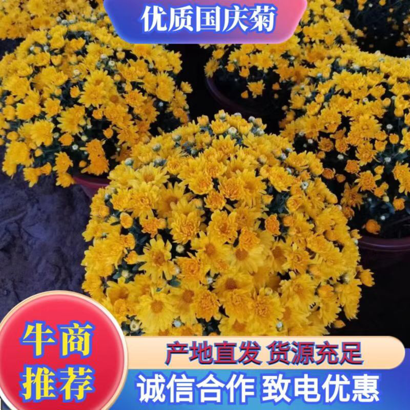 国庆菊，菊花造型菊花，基地现货供应品种齐全欢迎来电