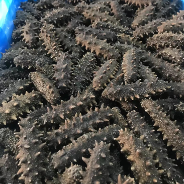 长岛产地。无盐淡干六排刺汽化规格齐全。渤海海参淡干海参