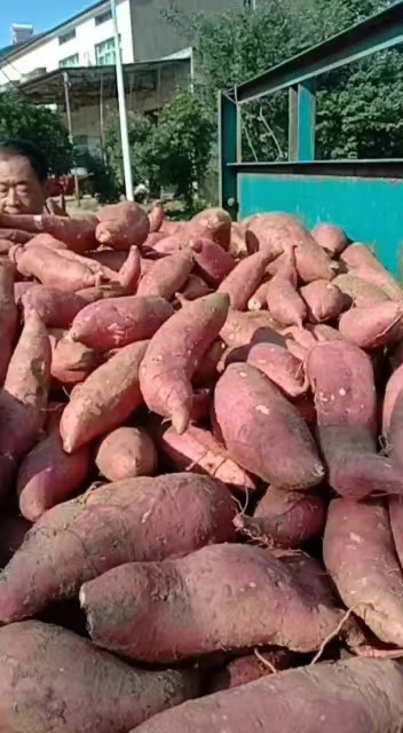 湖北龙薯九号量大从优精品现货诚信供货