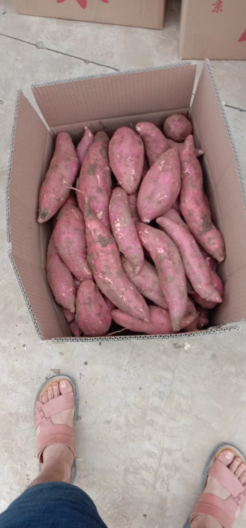 湖北龙薯九号量大从优精品现货诚信供货