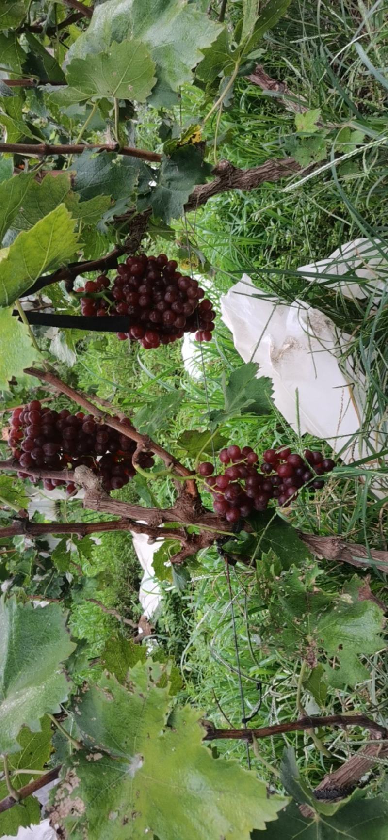 红宝石葡萄