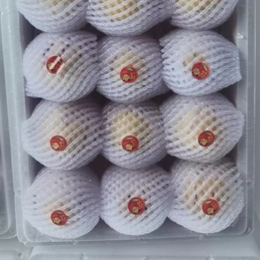 人参果大果