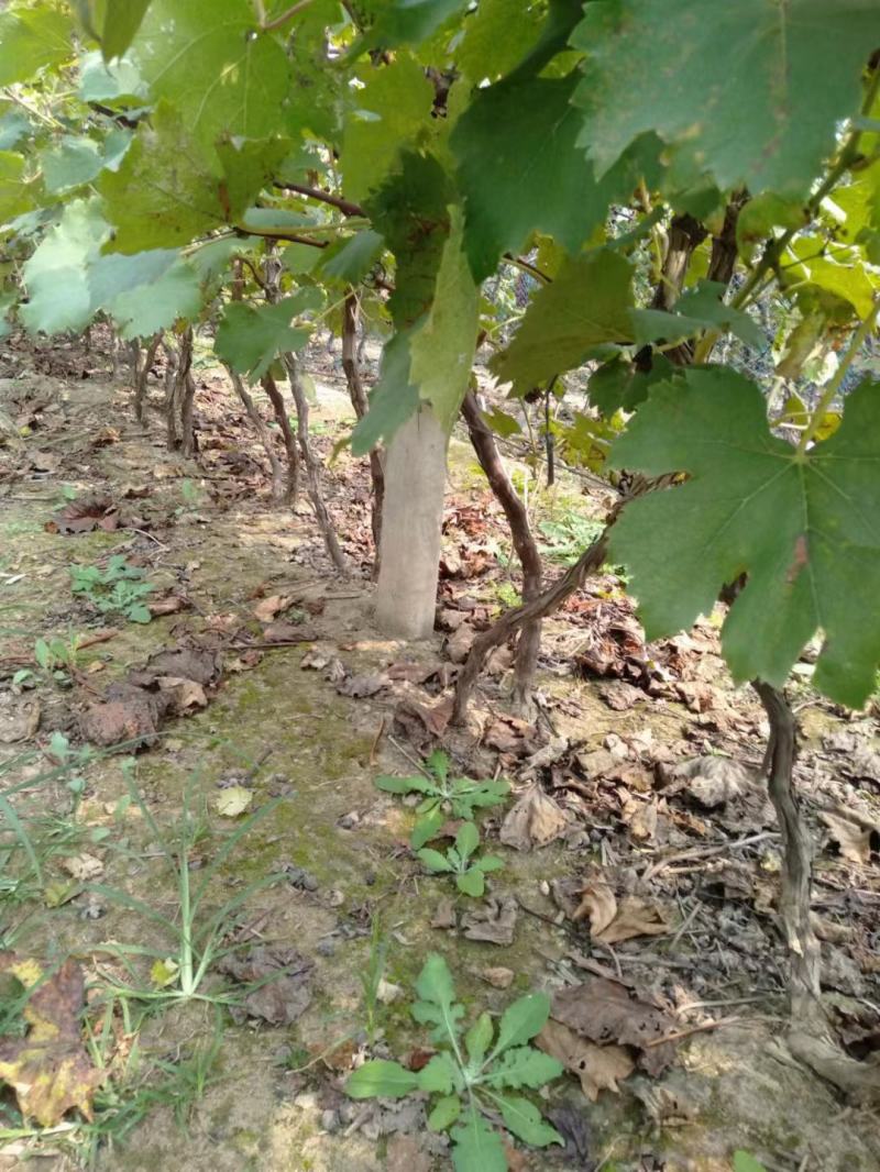 河北邯郸大量供应各种规格优质葡萄树1.5~2m