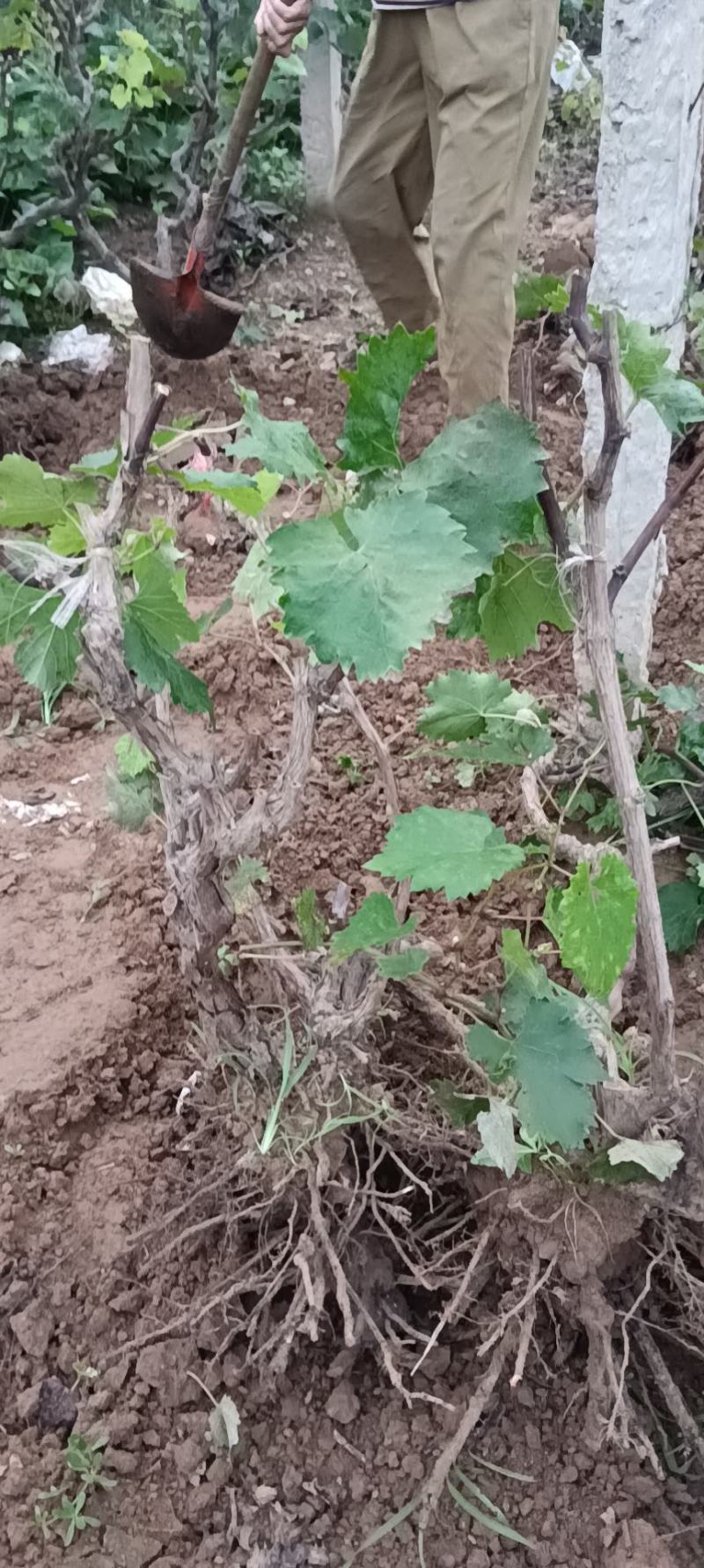 河北邯郸大量供应各种规格优质葡萄树1.5~2m