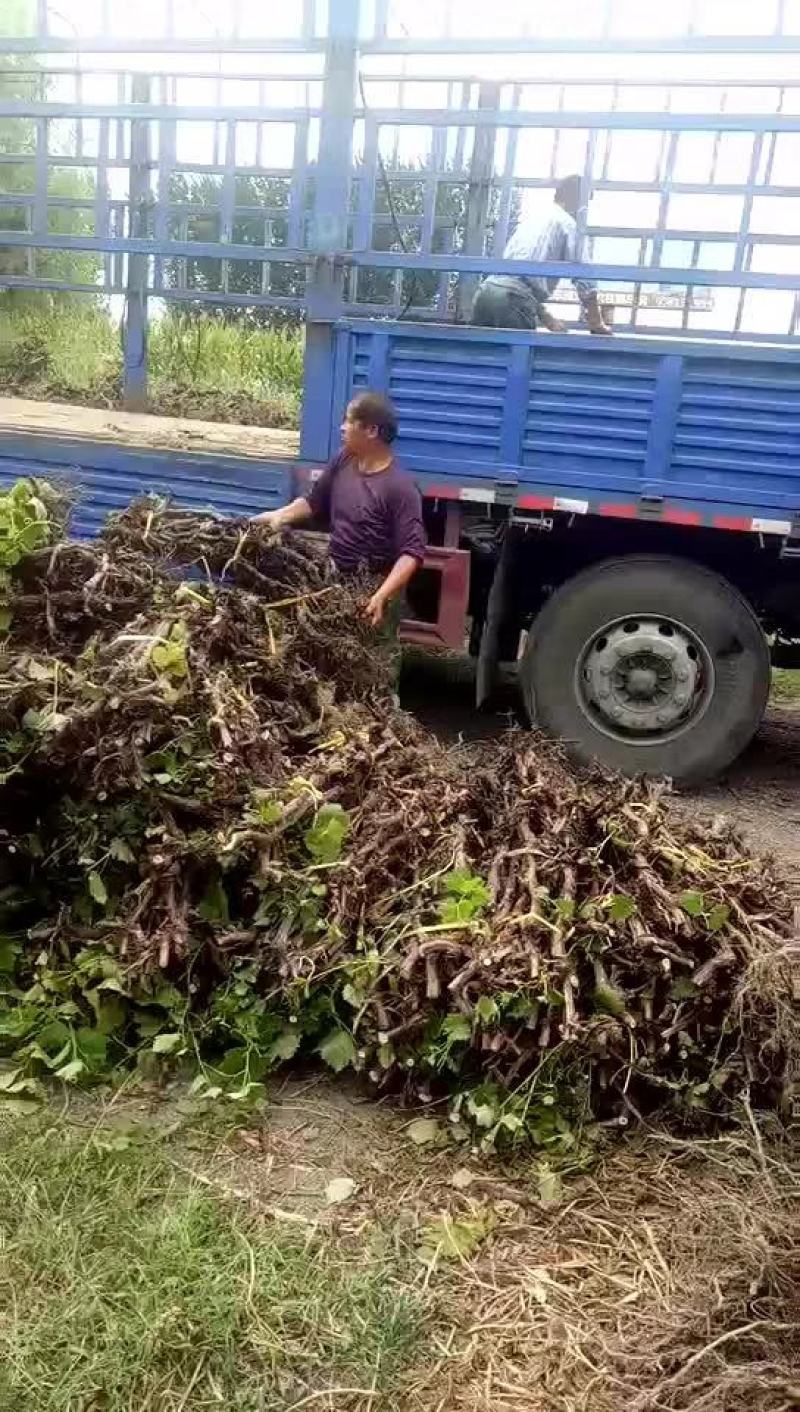 河北邯郸大量供应各种规格优质葡萄树1.5~2m