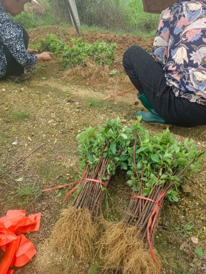 （包邮）巨花一号二年苗，自己家基地免费技术指导。回收干花