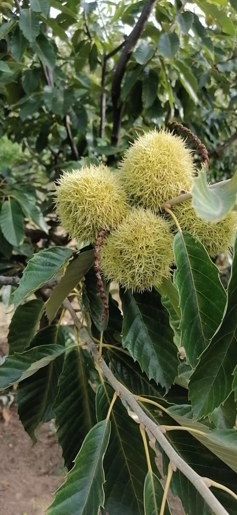 河北青龙板栗炒栗种大粒，产地直供量大从优