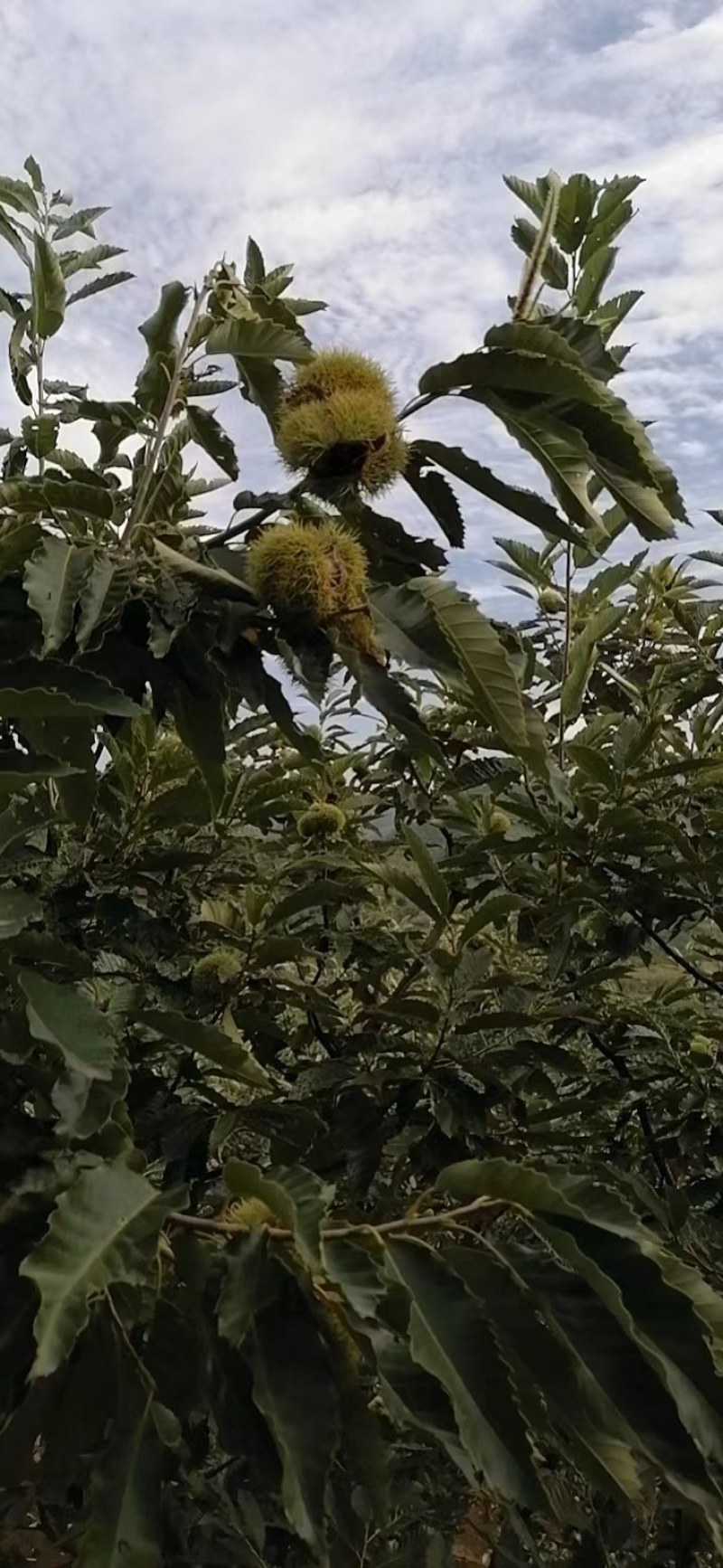 河北青龙板栗炒栗种大粒，产地直供量大从优