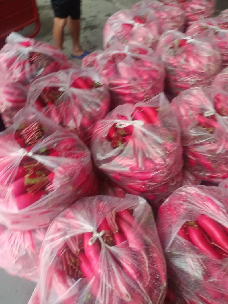 崇州沙地精品萝卜