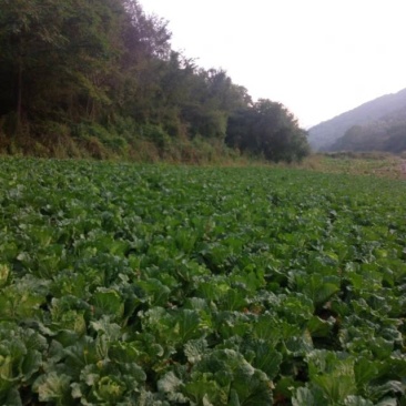 大白菜