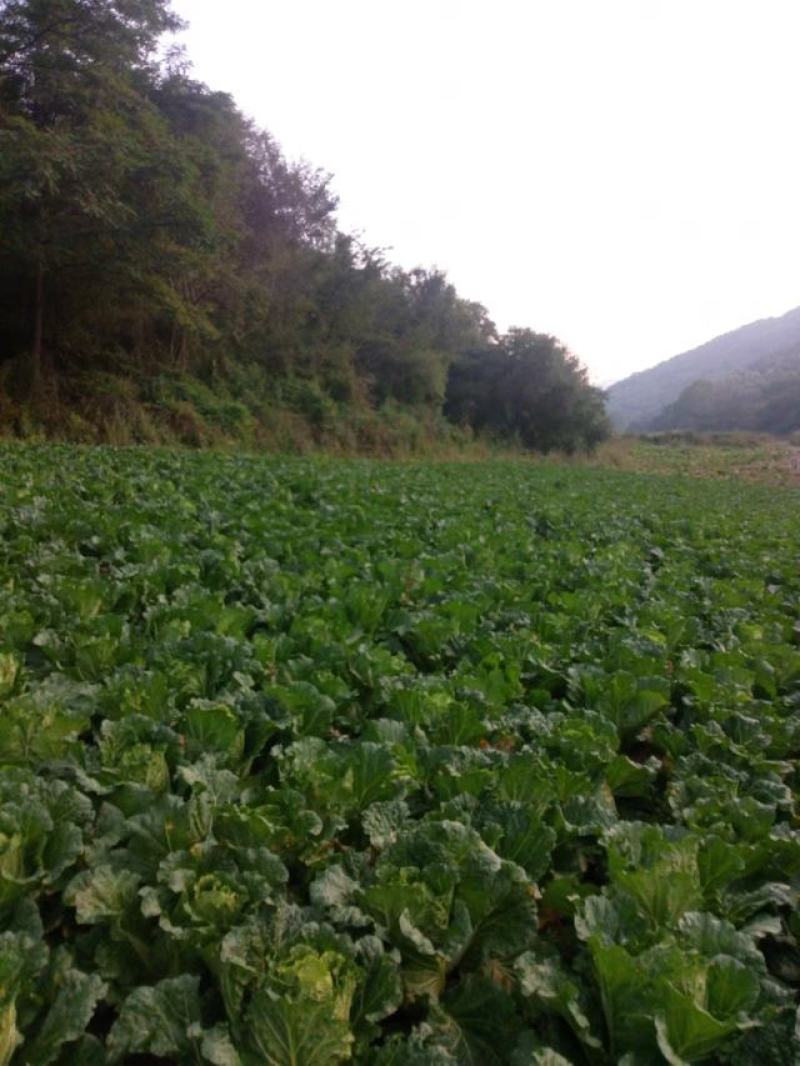 大白菜