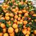 陕西城固高山叶桔，蜜橘，口感甜皮薄，产地代收代发对接电商