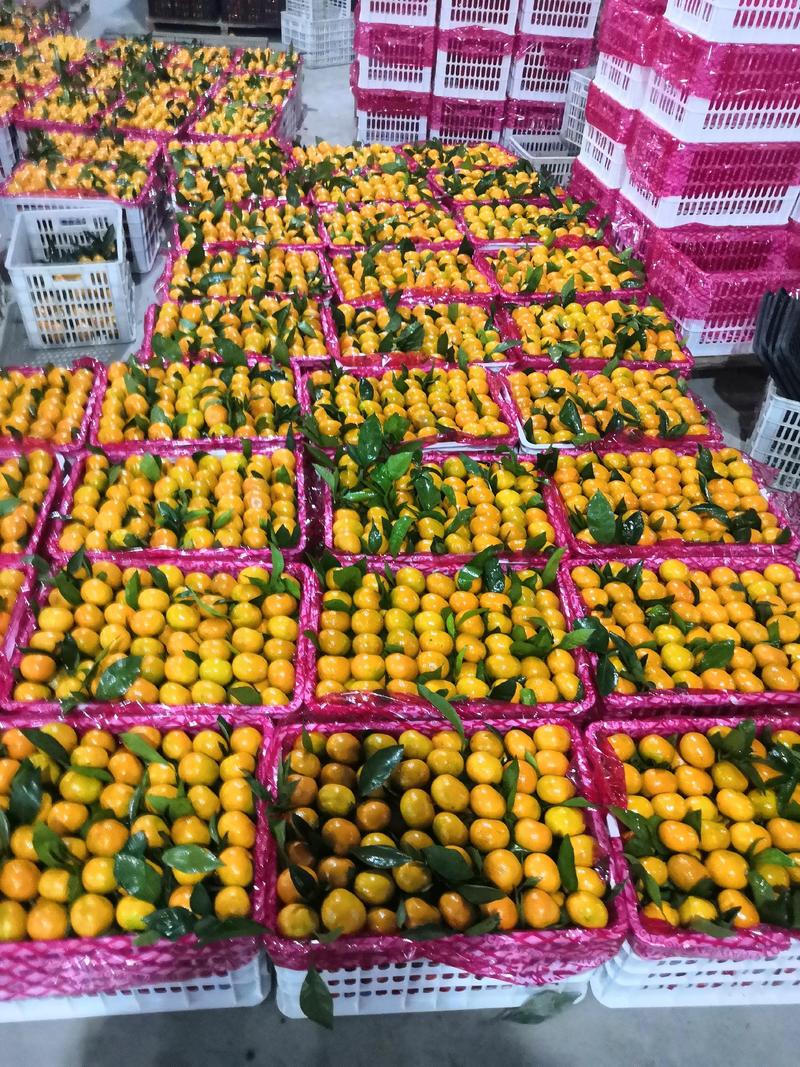 陕西城固高山叶桔，蜜橘，口感甜皮薄，产地代收代发对接电商