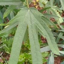 野生现挖五指毛桃