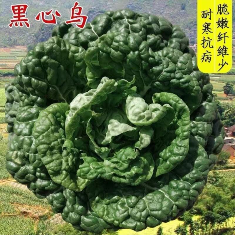 黑心乌菜种子黑油菜乌塌菜种籽黄心乌耐寒抗病高产秋季播蔬菜