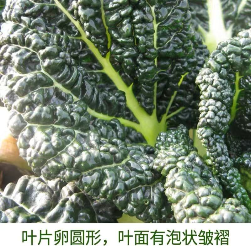 黑心乌菜种子黑油菜乌塌菜种籽黄心乌耐寒抗病高产秋季播蔬菜