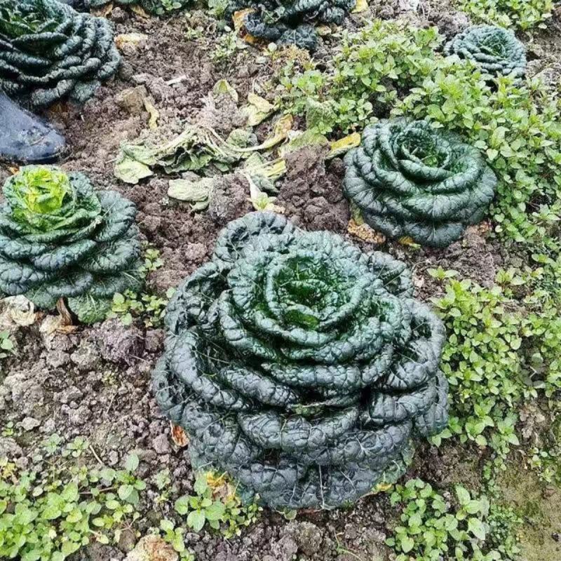 黑心乌菜种子黑油菜乌塌菜种籽黄心乌耐寒抗病高产秋季播蔬菜