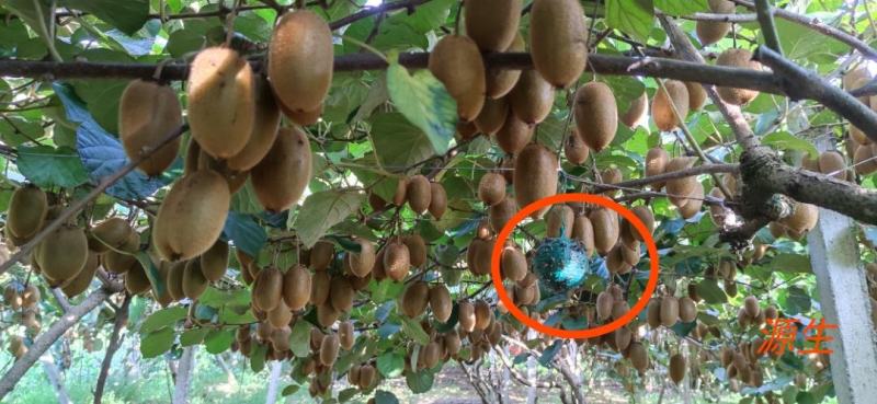 猕猴桃湘西凤凰富硒猕猴桃，米良一号，大量供应