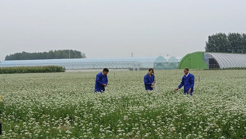 休眠韭菜籽新品种，春季早发，抗病耐热