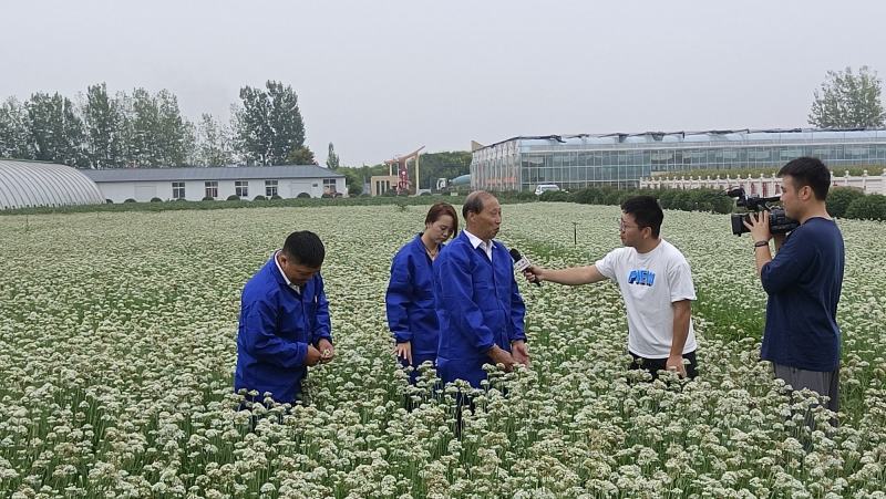休眠韭菜籽新品种，春季早发，抗病耐热