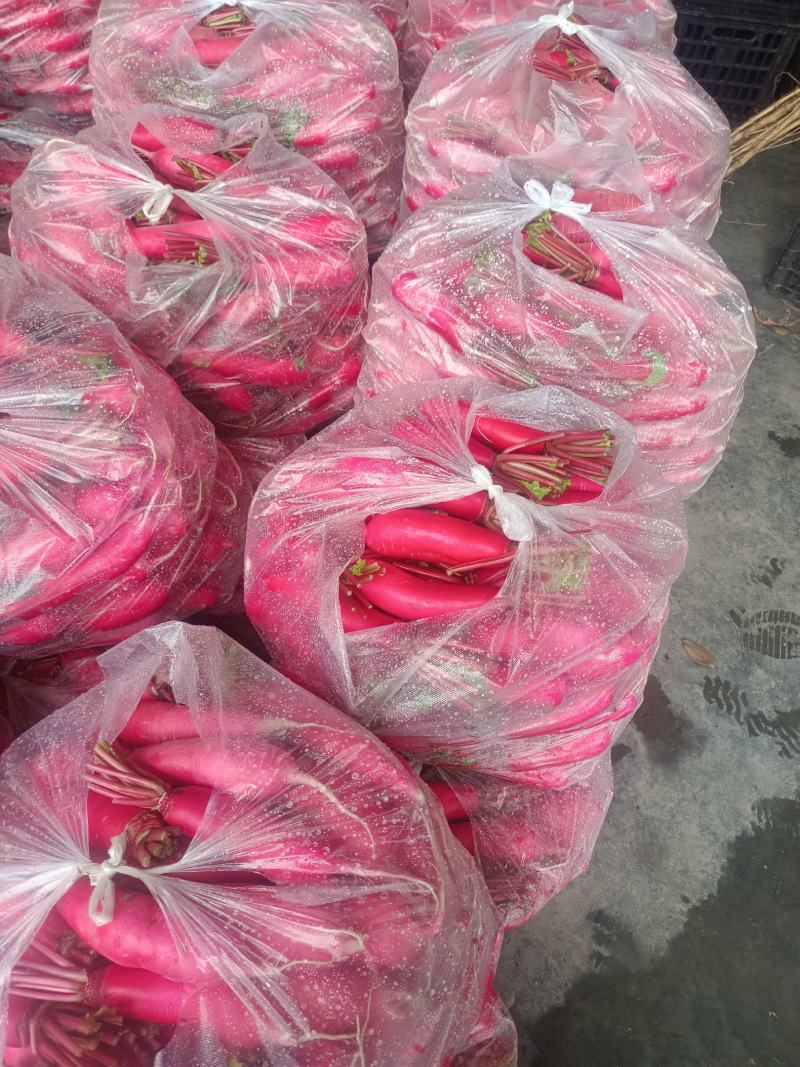 10月10号左右开售崇州精品沙地红皮萝卜