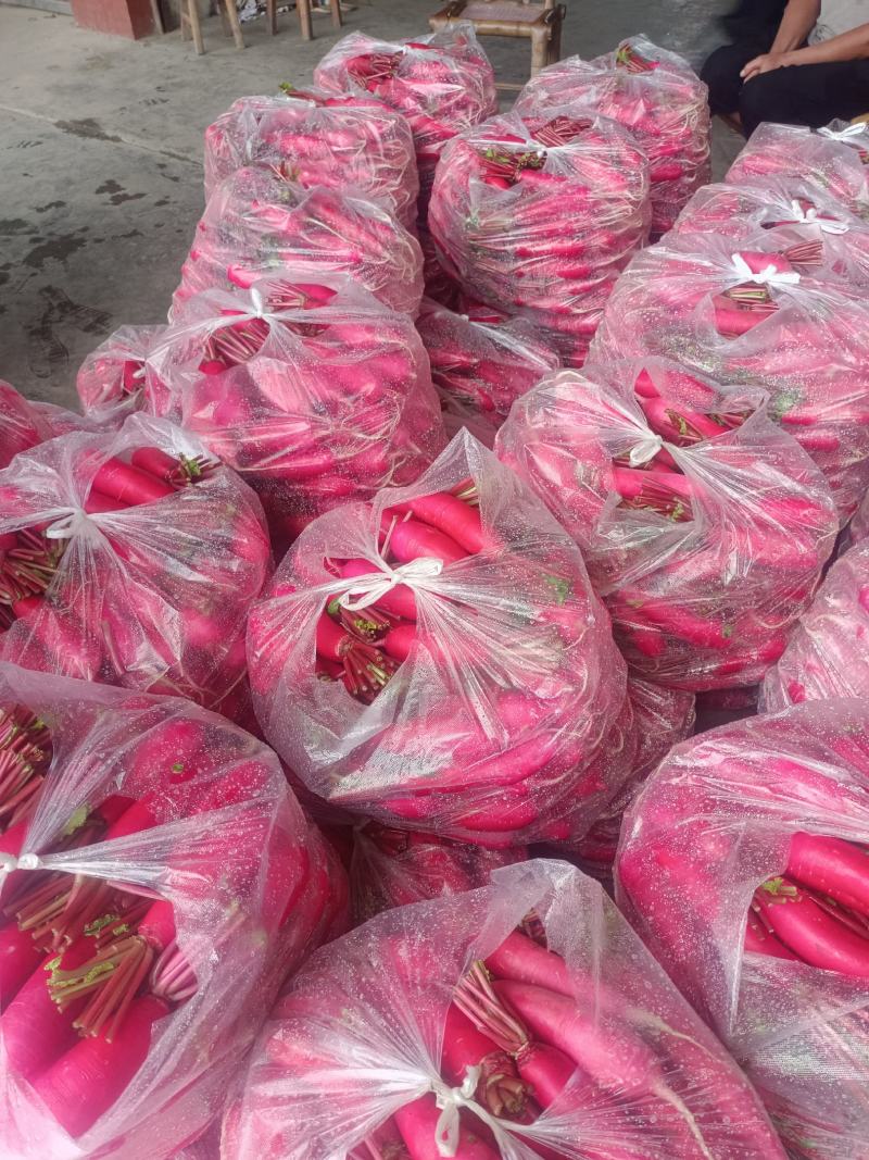 10月10号左右开售崇州精品沙地红皮萝卜