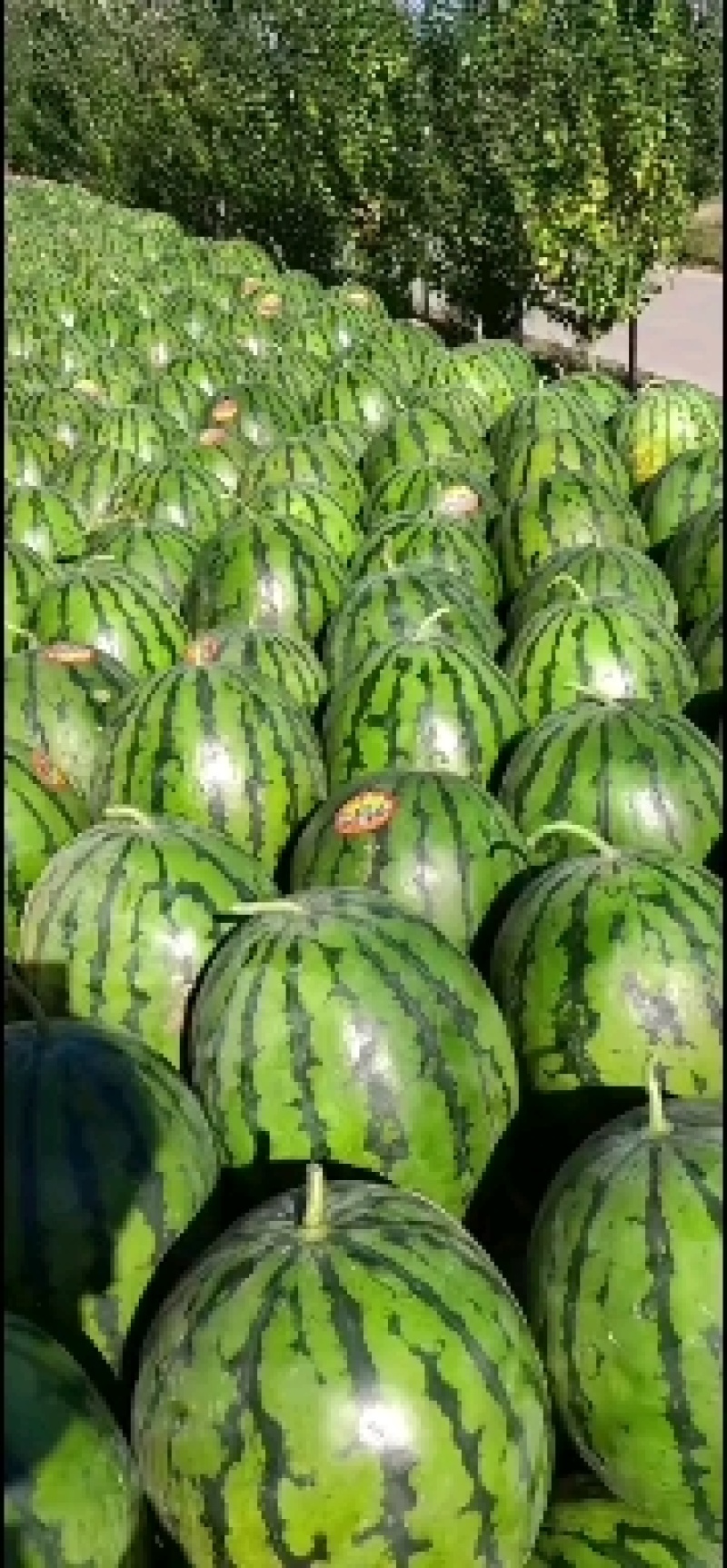 东北精品大地雷