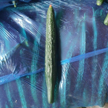 山东莘县密刺黄瓜一级二级通货欢迎各位老板