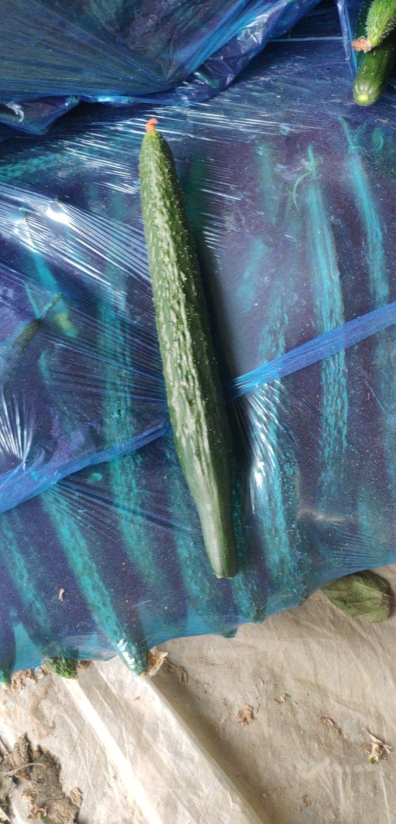 山东莘县密刺黄瓜一级二级通货欢迎各位老板