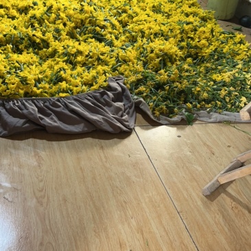 原产地新鲜黄瓜花
