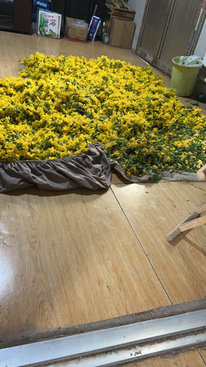 原产地新鲜黄瓜花